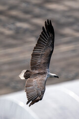 White-bellied sea eagle flying in the air.