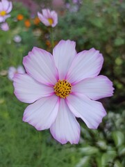 Fototapeta premium pink cosmos flower