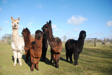 Fototapeta premium Coole Alpakas in der Gruppe 