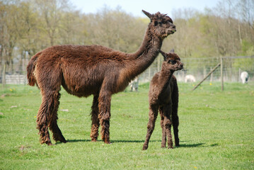 Fototapeta premium Mama und Baby Alpaka zusammen auf der Weide