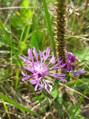 purple thistle flower