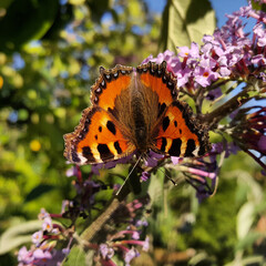The gorgeous butterfly Aglais urticae, aka Nymphalis urticae, sat down on the purple Buddleja flower and spread its beautiful brindle-colored wings.
