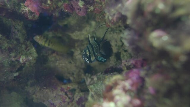 Endangered Species Of Banggai Cardinalfish (Pterapogon kauderni) Floating Over The Coral Reefs Together With Other Tropical Fishes And Planktons. - close up shot