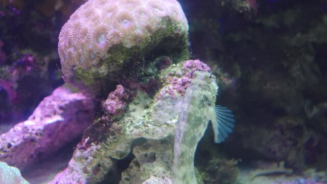 Lawnmower Blenny Fish ( Salarias Fasciatus) Eating The Coral Reef In Numazu, Japan. - Close-Up Shot