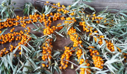 Sea buckthorn branches with berries on a wooden background.Season for picking berries for future use.