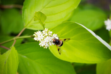 Striped hoverfly on white small flowers among green leaves. Close-up.