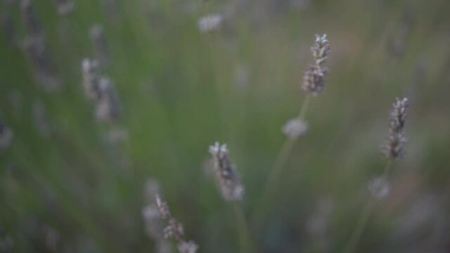 romantic secene of a female hand gently touching lavender flower