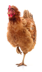 Brown hen isolated.