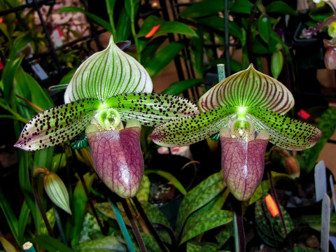Paphiopedilum hennisianum, Venus Slipper orchid flowers