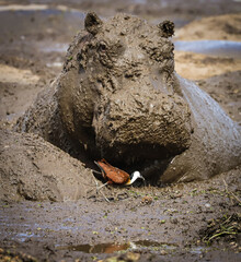 Environmental stress on hippos