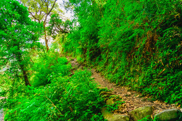 View enroute to Prashar Lake trekking trail through tropical evergreen himalayan rainforest. It is located at a height of 2730 m above sea level in lesser himalayas peaks near Mandi, Himachal Pradesh.