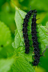 caterpillar on a leaf