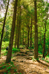 View enroute to Prashar Lake trekking trail through tropical evergreen himalayan rainforest. It is located at a height of 2730 m above sea level in lesser himalayas peaks near Mandi, Himachal Pradesh.
