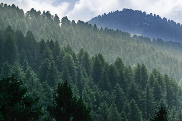 Silhouette of  forested himalayas mountain slope with the evergreen fir conifers shrouded in misty landscape view from prashar lake base camp at height of 2730 m  near Mandi, Himachal Pradesh, India.