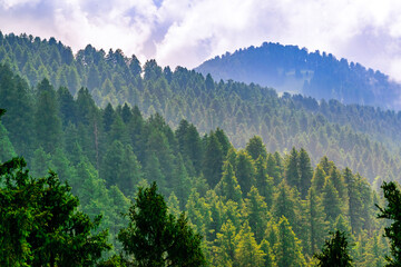 Silhouette of  forested himalayas mountain slope with the evergreen fir conifers shrouded in misty landscape view from prashar lake base camp at height of 2730 m  near Mandi, Himachal Pradesh, India.