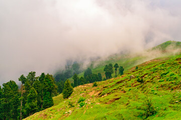 View of alpine meadows & coniferous enroute to Prashar Lake trekk trail. It is located at a height of 2730 m above sea level surrounded by lesser himalayas peaks near Mandi, Himachal Pradesh, India.
