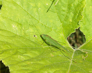 green leaf macro and a cricket