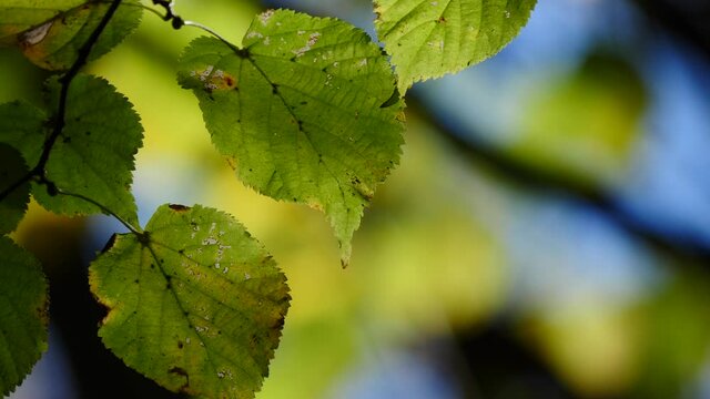 Autumn alder tree green leaves blowing in breeze