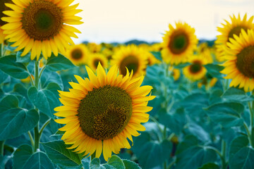 Fototapeta premium bright sunflower field, a beautiful landscape on a summer day