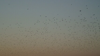 Birds