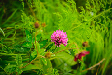 Fototapeta premium Selective focus meadow flowers, beautiful fresh morning with dew on petal at high altitude alpine region of himalayas at Himachal Pradesh. Spring landscape blurry natural background.