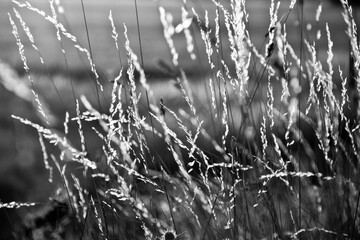 grass in the wind