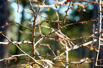 forest on a bright day - beautiful autumn landscape and wildlife
