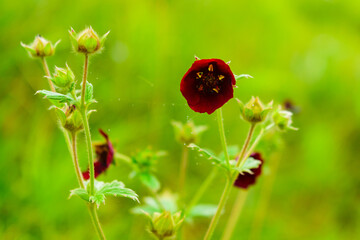 Selective focus meadow flowers, beautiful fresh morning with dew on petal  at high altitude alpine region of himalayas at Himachal Pradesh. Spring landscape blurry natural background.