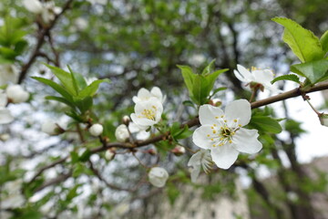Five petaled white flower of sour cherry in mid April