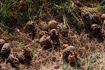 forest on a bright day, cones on the trail - beautiful autumn landscape and wildlife