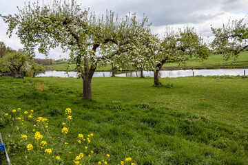 Flowering apple trees along the Linge river, Netherlands