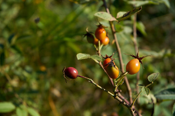róża, owoc, Rosa canina,dzika róża © Marcin Łazarczyk