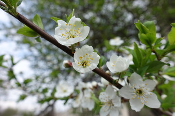 Obraz premium Half opened white flowers of sour cherry in mid April
