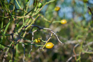 róża, owoc, Rosa canina,dzika róża © Marcin Łazarczyk
