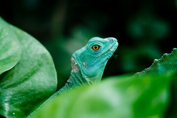 green lizard on a green background