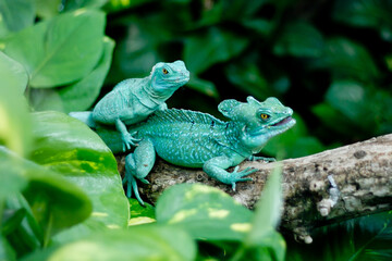 green lizard on a rock