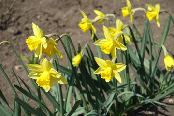 Daffodils with bright yellow flowers in the garden in April