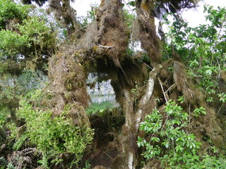 Los Gemelos auf der Insel Santa Cruz, Galapagos,  sind zwei Krater, die durch den Einsturz leerer Magmakammernnach einem Vulkanausbruch entstanden sind.

