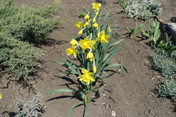 Eye catching yellow flowers of narcissuses in a row in April © Anna