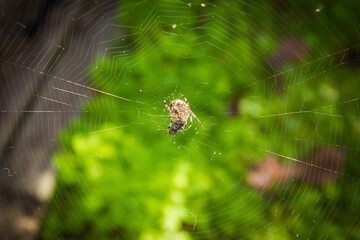 a cross spider with her meal, a fly