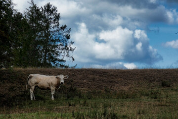 Obraz premium vache pature paysage