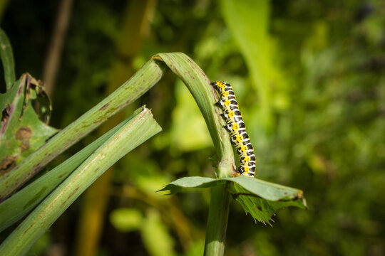 a caterpillar on a thistle