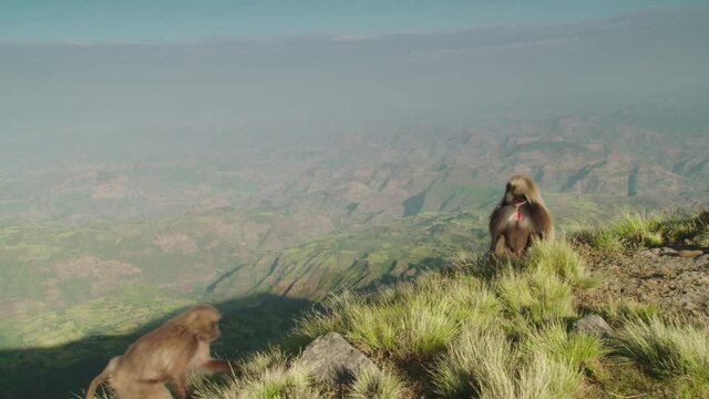 Gelada monkeys walking in highlands, Ethiopia