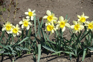 Flowerbed with row of yellow narcissuses in April