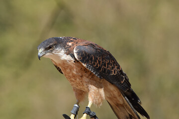 Rotrückenbussard steht süß im Baum
