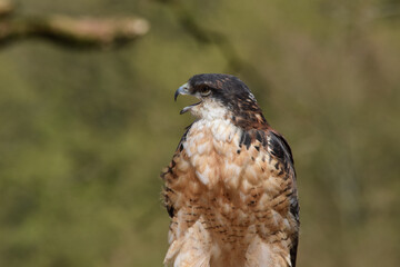 Rotrückenbussard steht süß im Baum