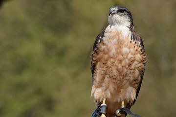 Rotrückenbussard steht süß im Baum