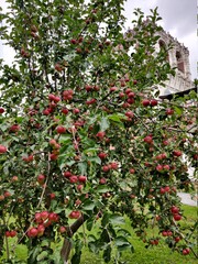 red apple tree