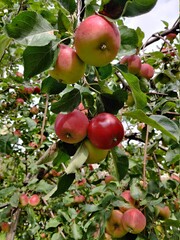 red apples on a tree