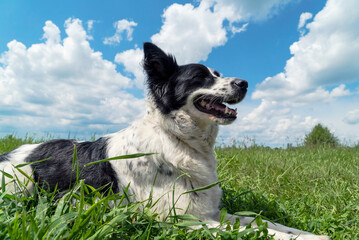 A happy dog lies on the green grass against the blue sky.